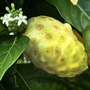 Morinda Citrifolia Fruit Seeds for Planting – Heirloom & Non-GMO Tropical Garden Seeds