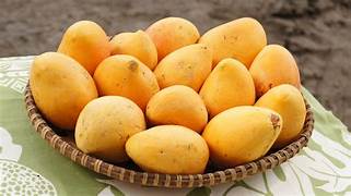 Carabao Mango fruit seeds for planting - Heirloom & Non-GMO Garden seeds