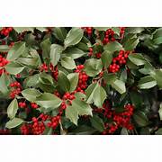 Red Ilex Opaca fruit seeds for planting – Heirloom & Non-GMO garden seeds for vibrant evergreen berries