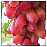 Red Grapefruit fruit seeds for planting - Heirloom & Non-GMO Garden seeds