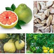 Pomelo fruit seeds for planting - Heirloom & Non-GMO Garden seeds