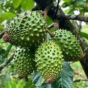 Fresh Green Soursop Fruit Seeds for Planting - Heirloom & Non-GMO Garden Seeds