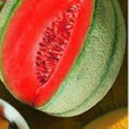 Red Cantaloupe fruit seeds for planting - Heirloom & Non-GMO garden seeds, sweet melon variety