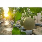 Melon fruit seeds for planting – Heirloom & Non-GMO garden seeds, sweet summer fruit for juicy harvests