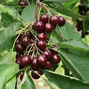 Miniature Cherry fruit seeds for planting - Heirloom & Non-GMO Garden seeds, ideal for landscaping and orchards