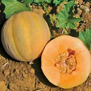 Minnesota Melon fruit seeds for planting - Heirloom & Non-GMO Garden seeds