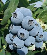 Jewel Blueberries fruit seeds for planting - Heirloom & Non-GMO Garden seeds