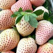 Pineberry White Strawberry fruit seeds for planting - Heirloom & Non-GMO garden seeds, rare sweet berries