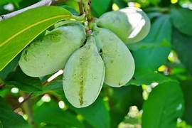 Paw fruit seeds for planting - Heirloom & Non-GMO Garden seeds, exotic tropical fruit for home gardens