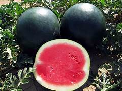 Red Watermelon fruit seeds for planting - Heirloom & Non-GMO Garden seeds, ideal fresh seasonal melon variety