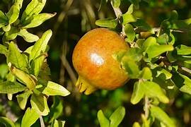 Yellow Pomegranate fruit seeds for planting - Heirloom & Non-GMO garden seeds for exotic juicy harvests