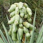 Banana Yucca fruit seeds for planting – Heirloom & Non-GMO garden seeds, drought-tolerant desert variety