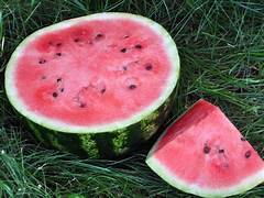 Dakota Rose Watermelon fruit seeds for planting - Heirloom & Non-GMO sweet summer garden seeds