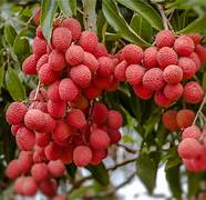 No Mai Tsze Lychee fruit seeds for planting – Heirloom & Non-GMO tropical lychee garden seeds