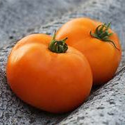Early Tomato vegetable seeds for planting - Heirloom & Non-GMO Garden seeds