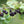 Black Gooseberry Fruit Seeds for Planting – Heirloom & Non-GMO Garden seeds, tart berries ideal for desserts