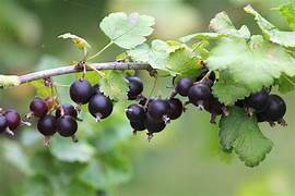 Black Gooseberry Fruit Seeds for Planting – Heirloom & Non-GMO Garden seeds, tart berries ideal for desserts