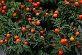 Jerusalem Cherry seeds for planting - Heirloom & Non-GMO ornamental fruit garden seeds