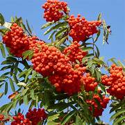 Sorbus Aucuparia fruit seeds for planting – Heirloom & Non-GMO garden seeds, ornamental berries for wildlife gardens