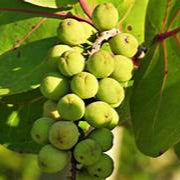 Seagrapes fruit seeds for planting – Heirloom & Non-GMO garden seeds, ideal for coastal and lush gardens