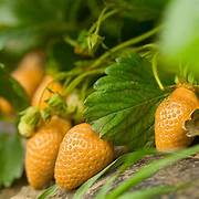 Yellow Strawberry fruit seeds for planting - Heirloom & Non-GMO garden seeds for sweet rare berries