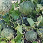 Minnesota Melon fruit seeds for planting - Heirloom & Non-GMO Garden seeds