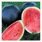 Red Watermelon fruit seeds for planting - Heirloom & Non-GMO Garden seeds, ideal fresh seasonal melon variety