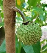 Mountain Soursop fruit seeds for planting - Heirloom & Non-GMO Garden seeds