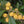 Yellow-Orange fruit seeds for planting - Heirloom & Non-GMO Garden seeds