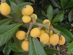 Yellow-Orange fruit seeds for planting - Heirloom & Non-GMO Garden seeds