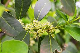 White Ilex Paraguayensis Plant Seeds for Planting – Heirloom & Non-GMO Garden seeds, hardy evergreen shrub for gardens