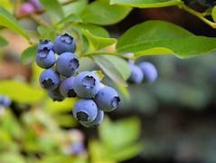 Jewel Blueberries fruit seeds for planting - Heirloom & Non-GMO Garden seeds