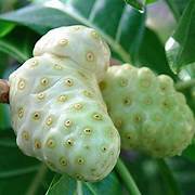 Morinda Citrifolia Fruit Seeds for Planting – Heirloom & Non-GMO Tropical Garden Seeds