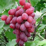 Light Red Grape fruit seeds for planting - Heirloom & Non-GMO garden seeds, premium grape variety