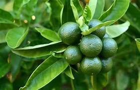 Lime fruit seeds for planting - Heirloom & Non-GMO Garden seeds