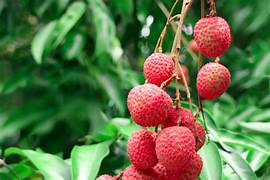 No Mai Tsze Lychee fruit seeds for planting – Heirloom & Non-GMO tropical lychee garden seeds