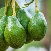 Zutano Avocado fruit seeds for planting - Heirloom & Non-GMO garden seeds, ideal for mild climates