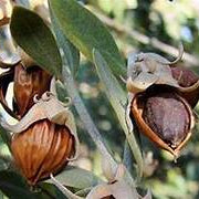 Jojoba Simmondsia fruit seeds for planting - Heirloom & Non-GMO Garden seeds, hardy plants with nutritious value