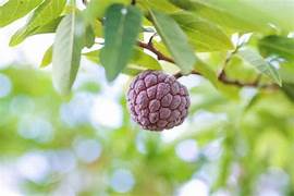 Purple Cherimoya fruit seeds for planting – Heirloom & Non-GMO garden seeds, tropical sugar-apple variety to grow