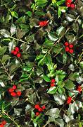Red Ilex Opaca fruit seeds for planting – Heirloom & Non-GMO garden seeds for vibrant evergreen berries