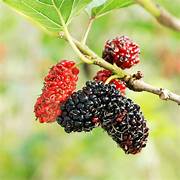 Mulberry Tree fruit seeds for planting - Heirloom & Non-GMO Garden seeds