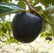 Japanese Black Persimmon fruit seeds for planting - Heirloom & Non-GMO garden seeds, exotic rich variety