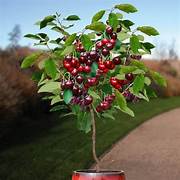 Miniature Cherry fruit seeds for planting - Heirloom & Non-GMO Garden seeds, ideal for landscaping and orchards