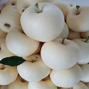 White Apple seeds for planting - Heirloom & Non-GMO crisp premium fruit tree garden seeds