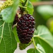 Mulberry Tree fruit seeds for planting - Heirloom & Non-GMO Garden seeds