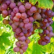 Light Red Grape fruit seeds for planting - Heirloom & Non-GMO garden seeds, premium grape variety