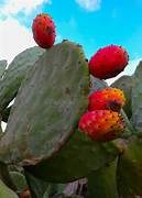 Red Opuntia Ficus Indica fruit seeds for planting – Heirloom & Non-GMO vibrant cactus garden seeds