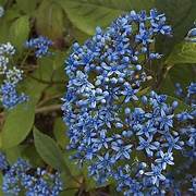 Blue Febrifuga fruit seeds for planting - Heirloom & Non-GMO Garden seeds