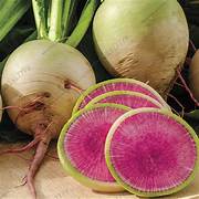 Green Watermelon Radish vegetable seeds for planting - Heirloom & Non-GMO garden seeds for crisp nutritious harvests