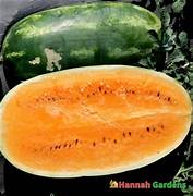 Orangeglo Watermelon fruit seeds for planting - Heirloom & Non-GMO Garden seeds, sweet juicy summer melon variety